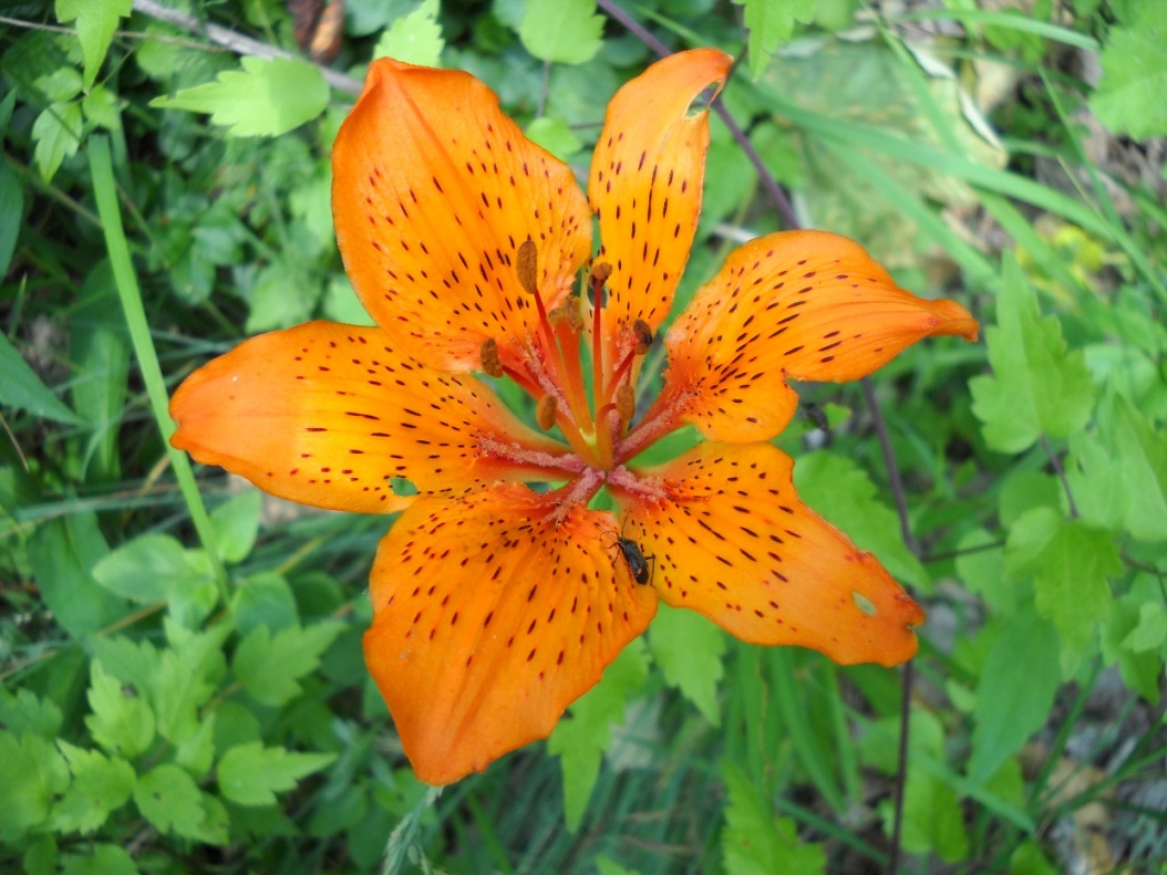 che giglio ? Lilium bulbiferum